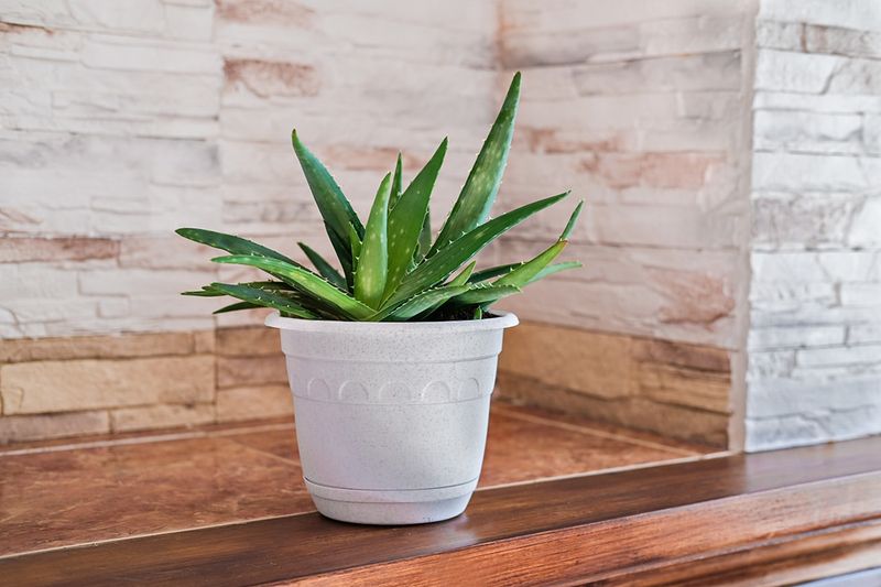 Aloe Vera: Healing Gel on Demand