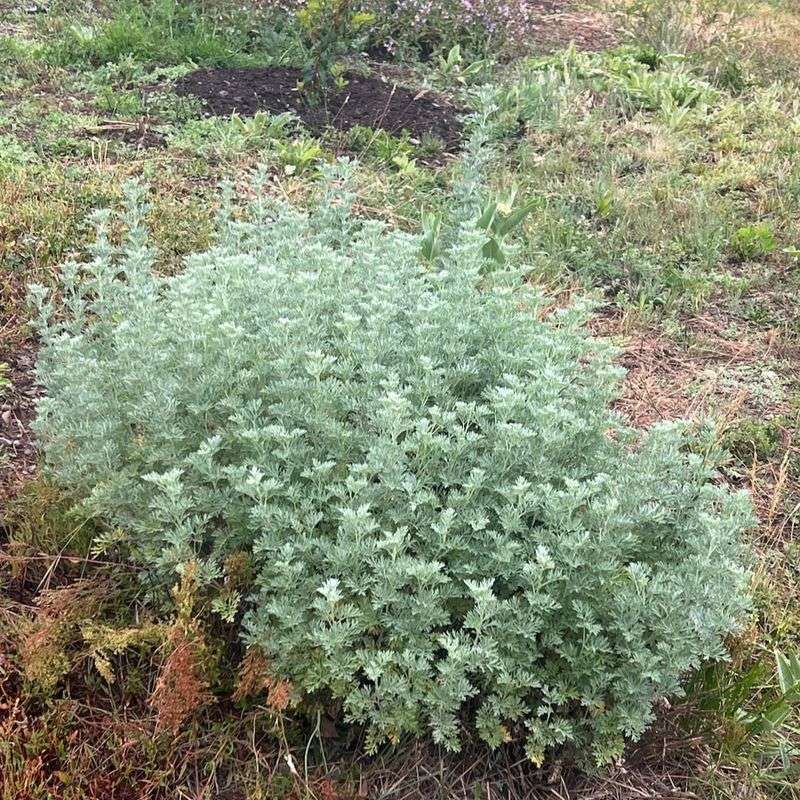 Wormwood: Silver Foliage With Serious Protection
