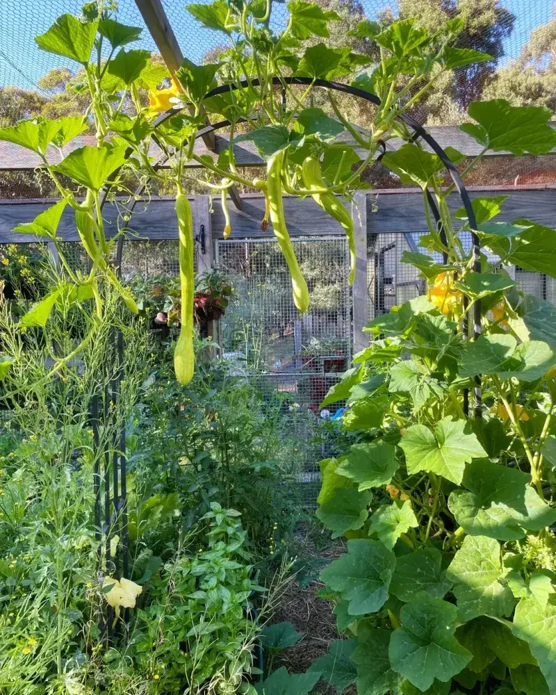 Zucchini Rescue