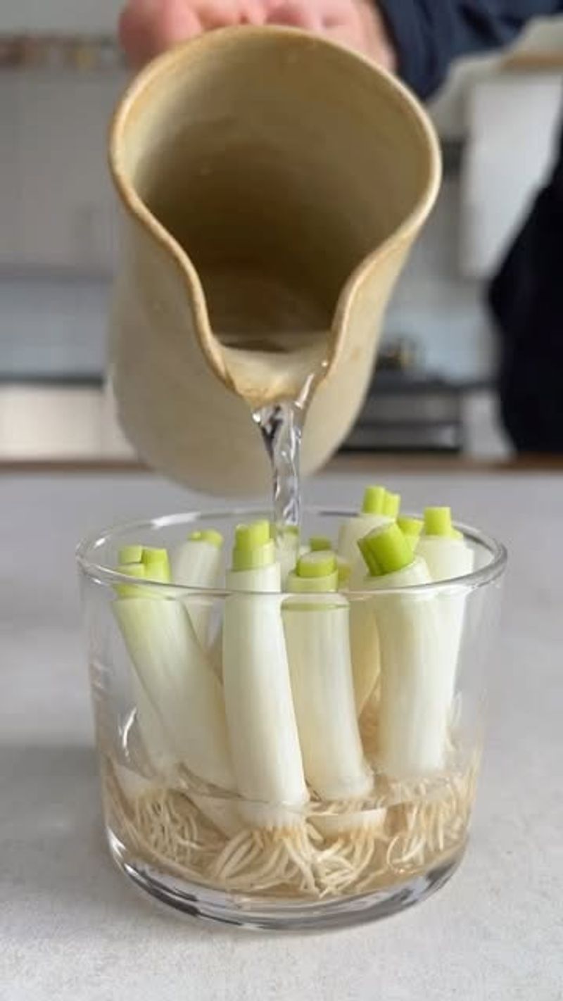 Green Onion Regrowth