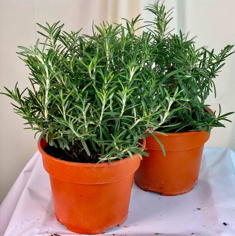 Rosemary: The Fragrant Evergreen