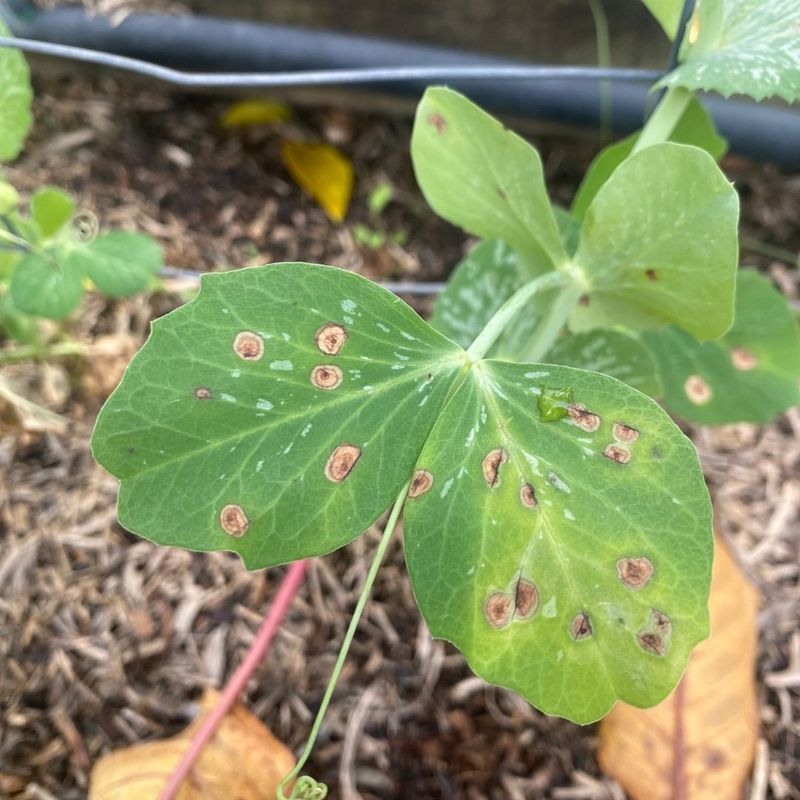 Bean Plants With Rust Spots