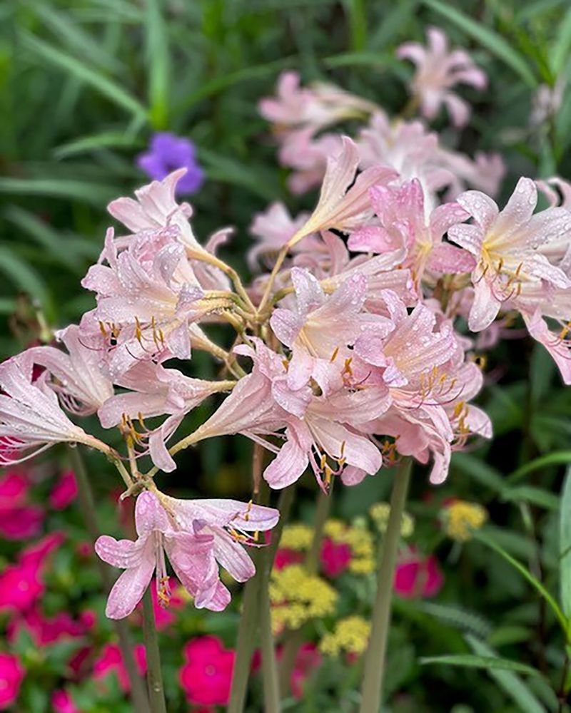 Naked Ladies
