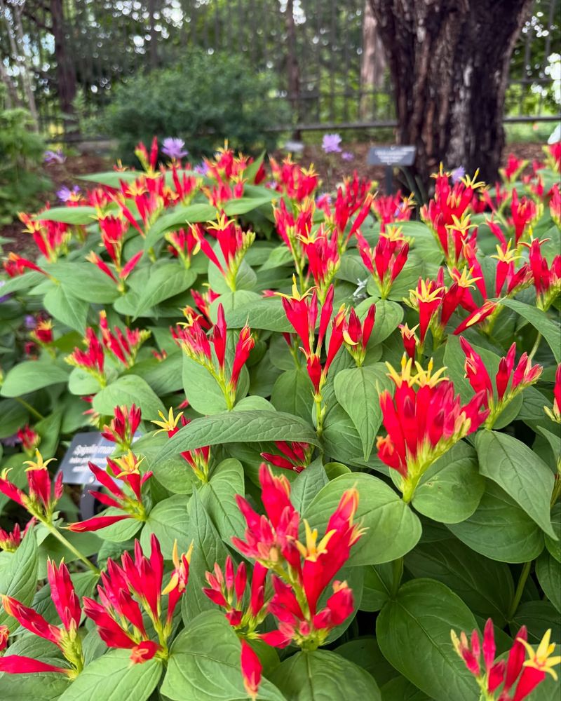 Indian Pink's Striking Color Combination