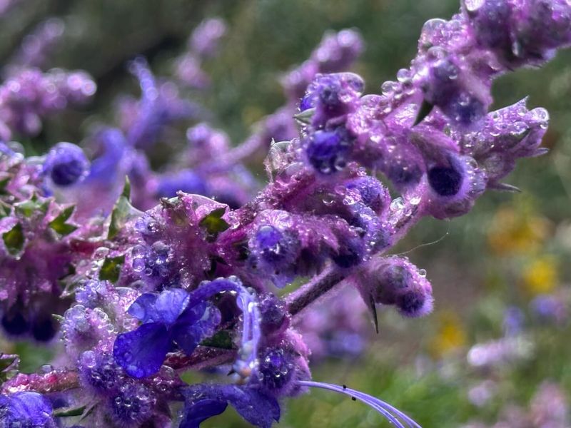 Woolly Blue Curls (Trichostema lanatum)