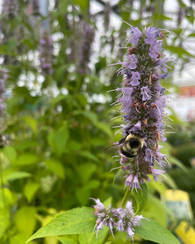 Anise Hyssop