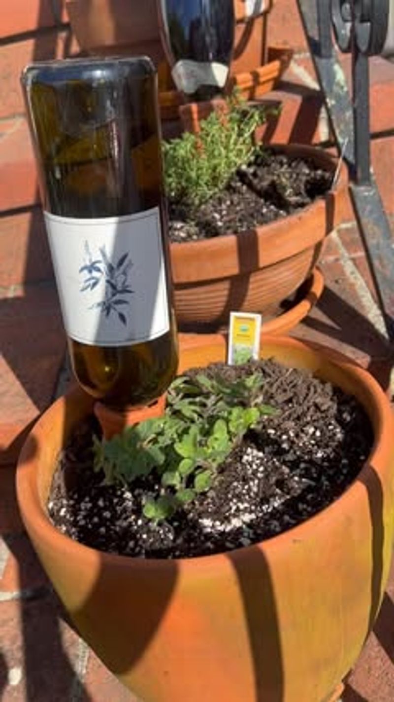 Wine Bottle Irrigation