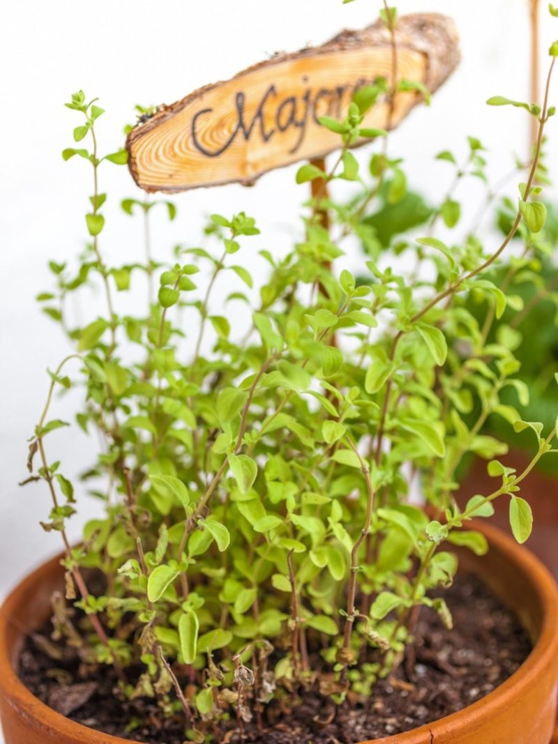 Marjoram