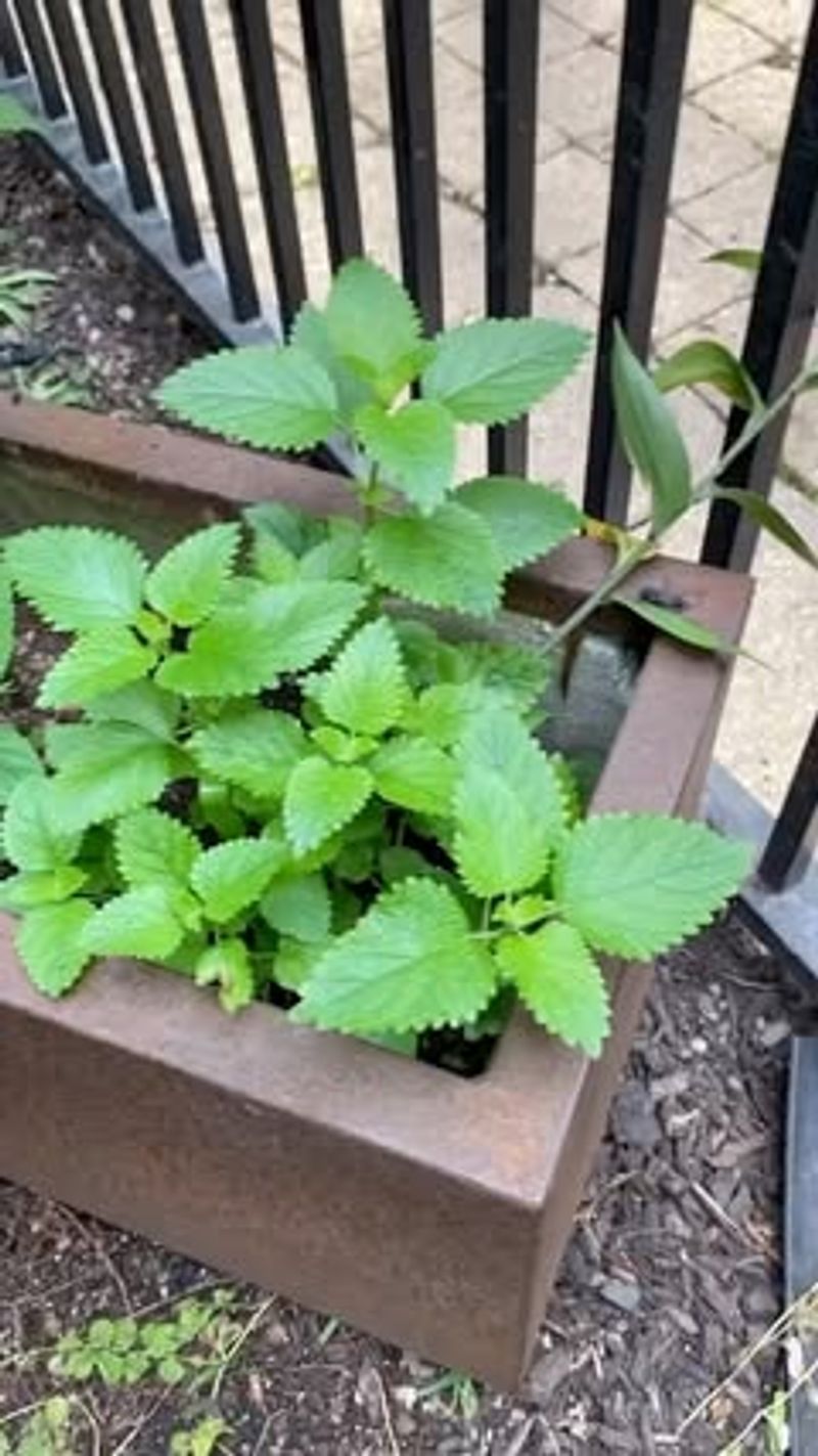 Lemon Balm