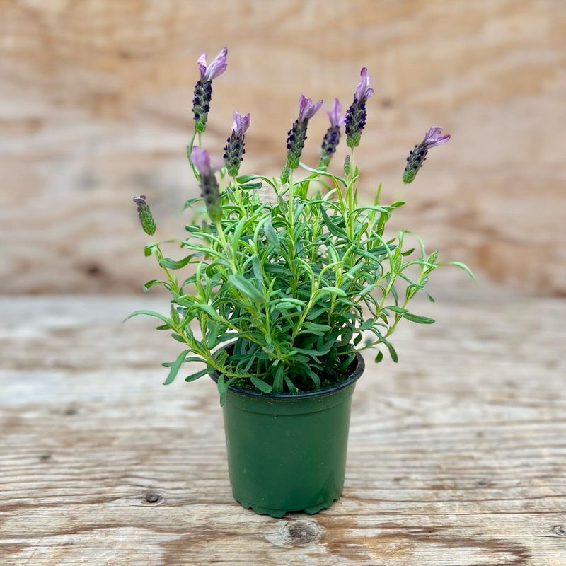 Lavender: The Fragrant Stress-Reliever