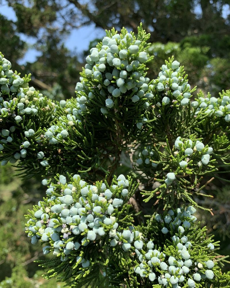 Eastern Red Cedar