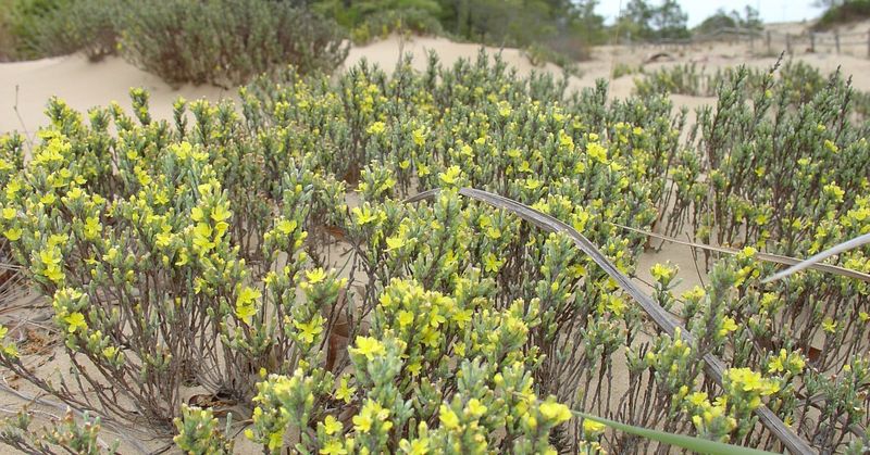 Sand Dune Sedge For High-Traffic Spots