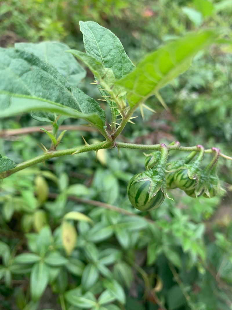 Tropical Soda Apple