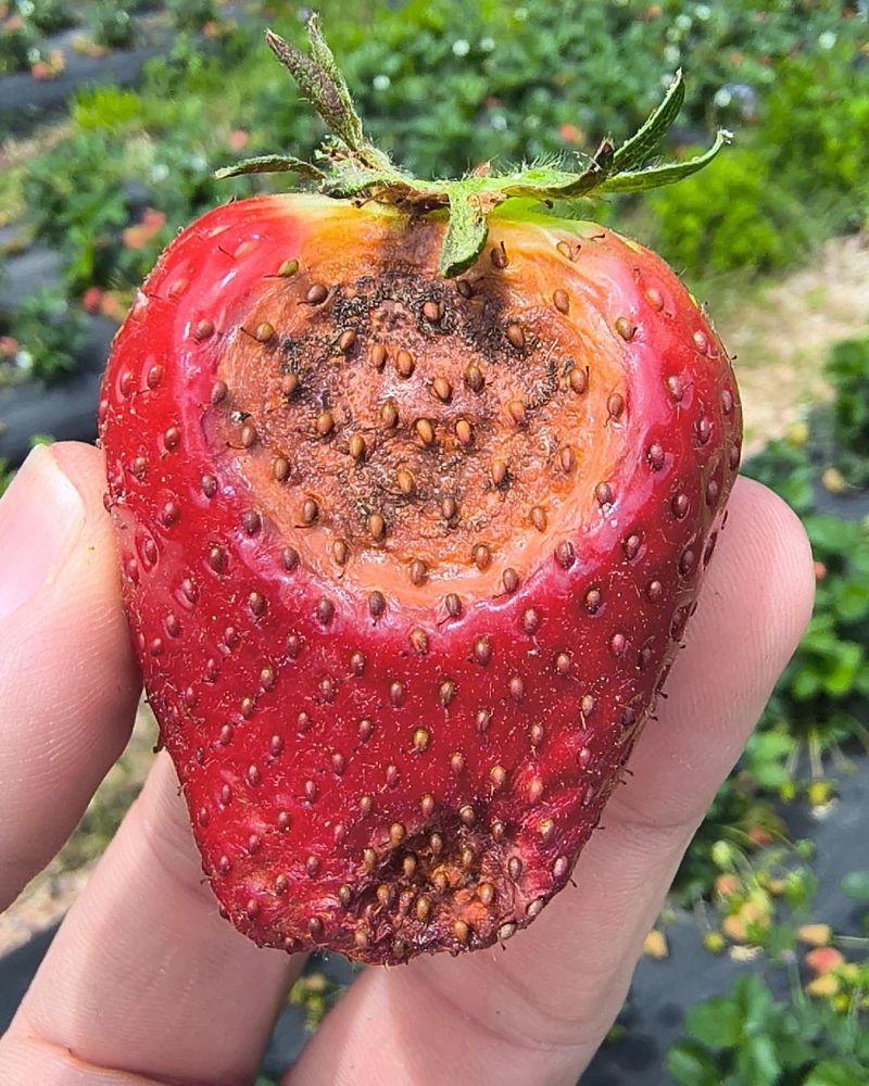 Strawberry Plants With Anthracnose