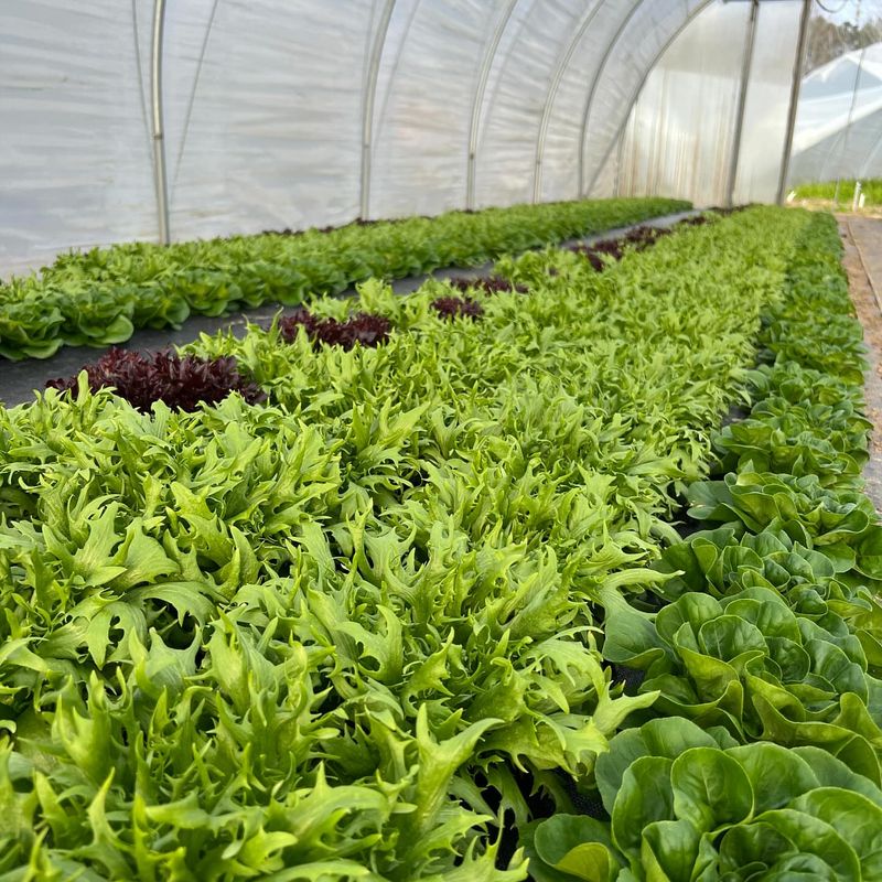 Lettuce