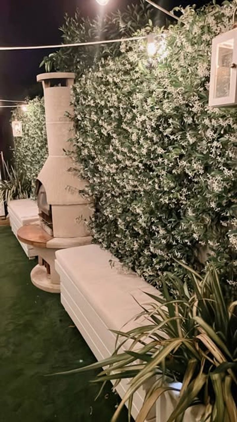 Confederate Jasmine