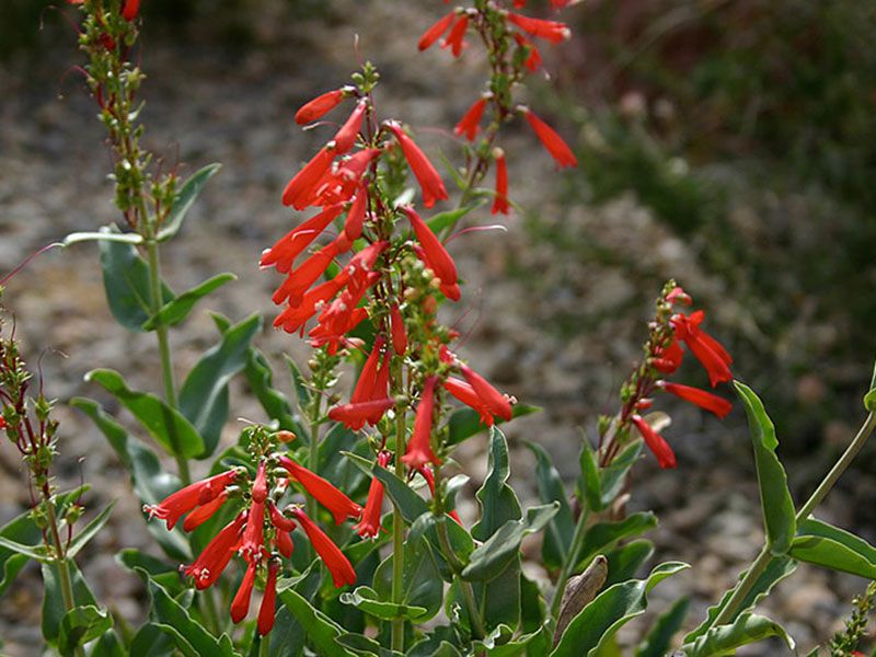 Penstemon