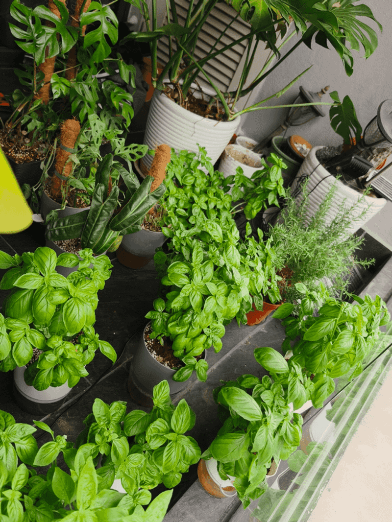 Herbs