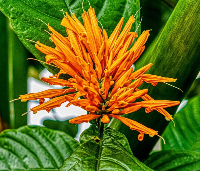 Mexican Honeysuckle (Justicia spicigera)