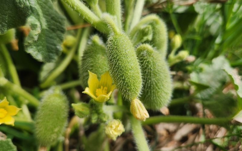 Squirting Cucumber