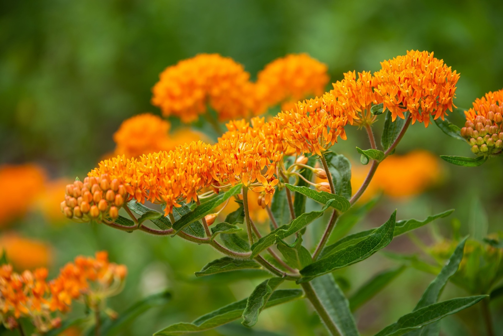 Butterfly weed