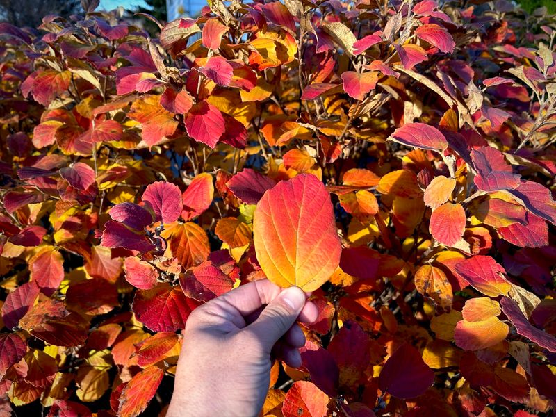 Fothergilla