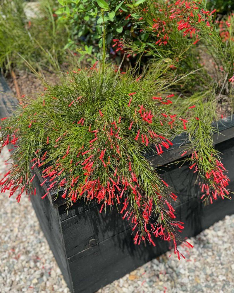 Firecracker Plant