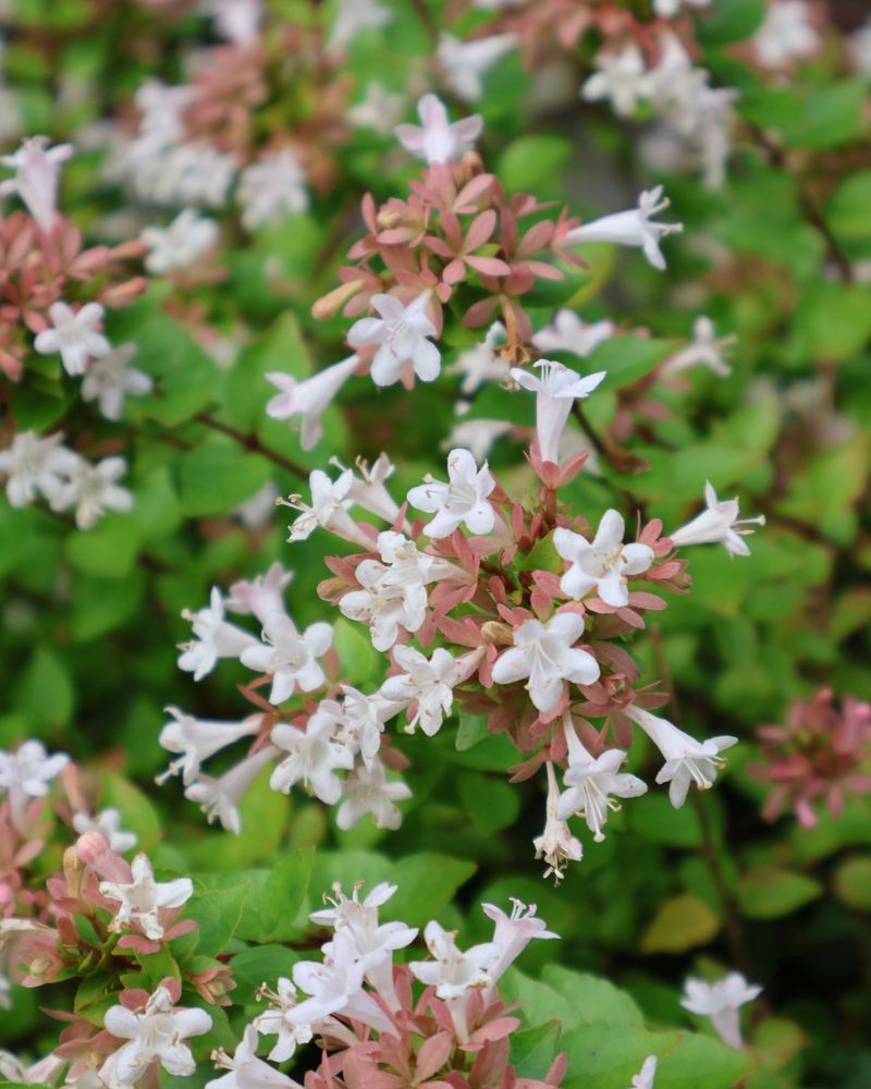 Glossy Abelia