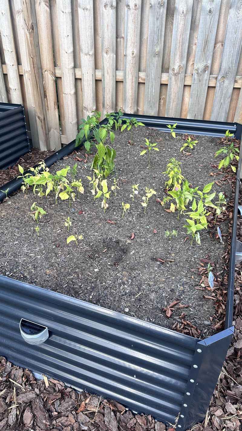 Soil Hydrophobia Development