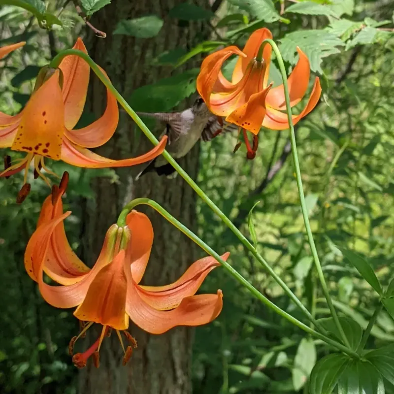 Michigan Lily