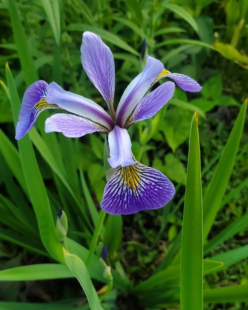 Iris