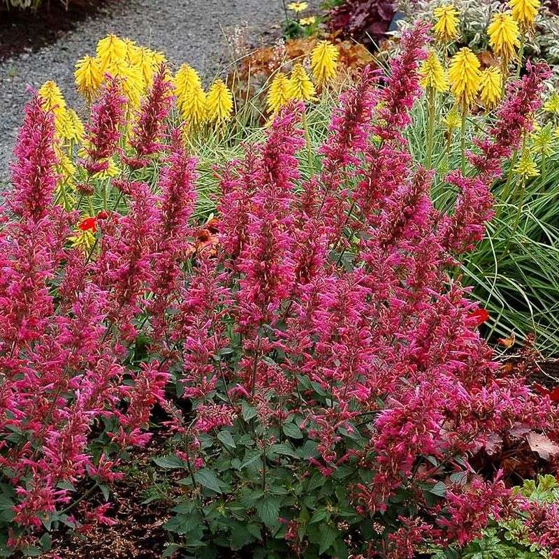 Coral Bells