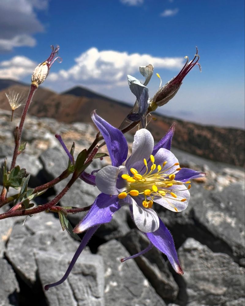 Columbine