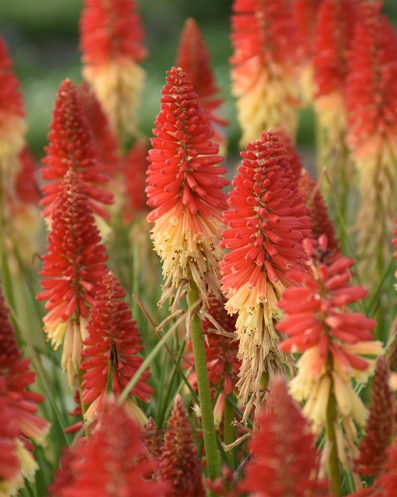 Red Hot Poker