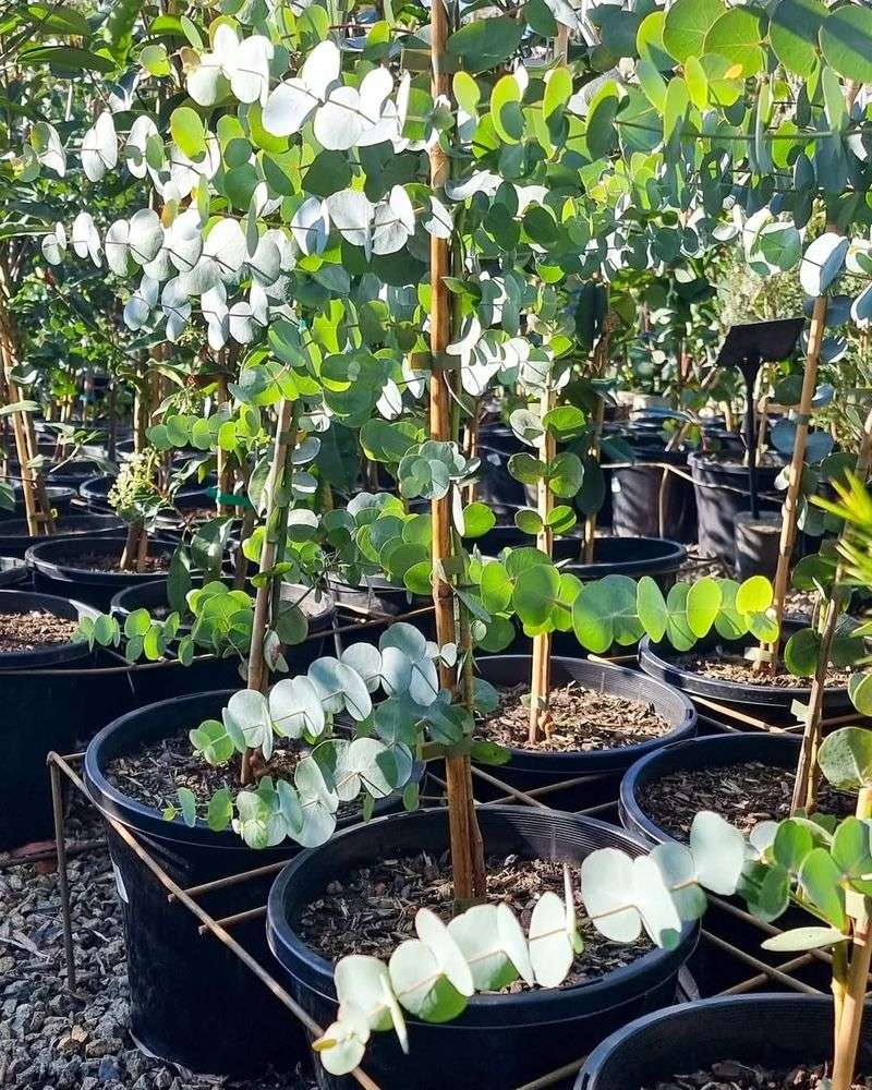 Eucalyptus