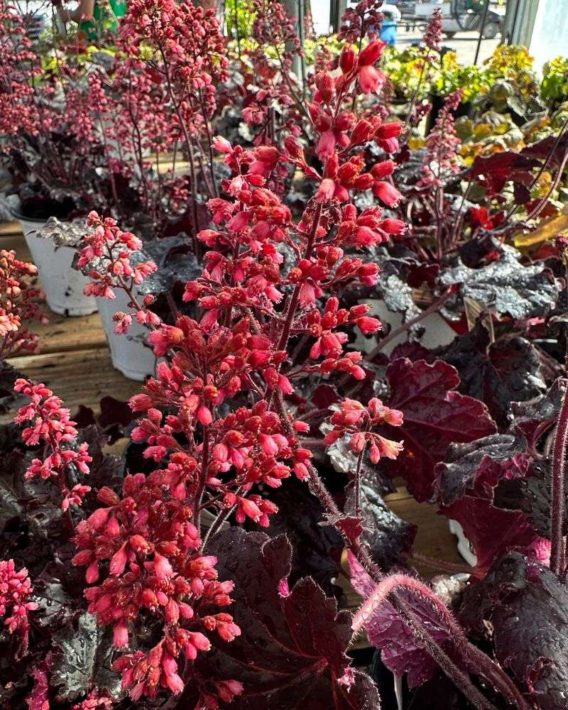 Coral Bells