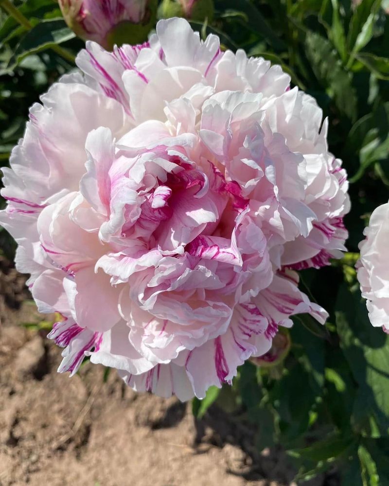 Peony