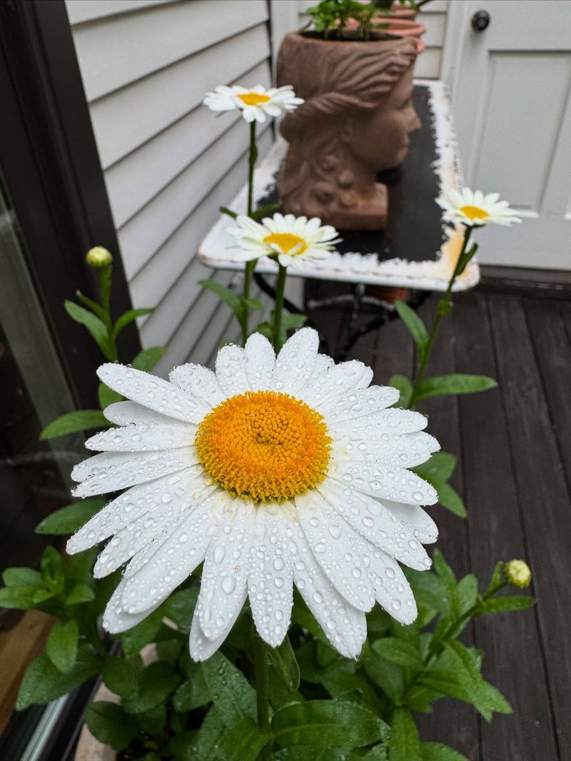 Shasta Daisies Demand Division