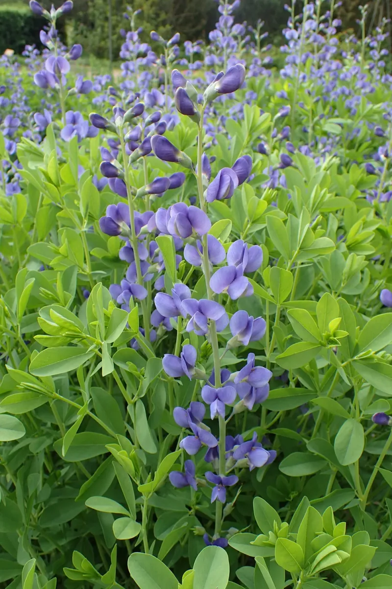 Baptisia: Structural Blue Spires With Prairie Heritage