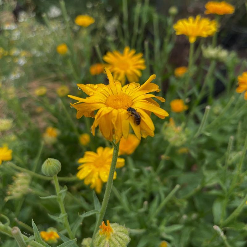 Calendula - Sunny Healing Blooms