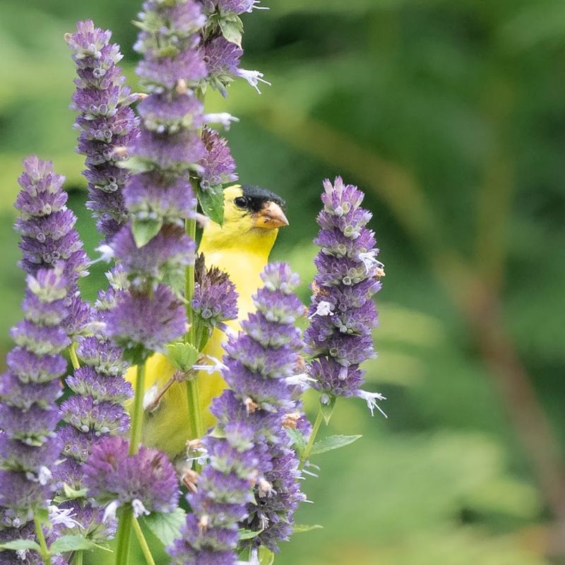 Anise Hyssop (Agastache)