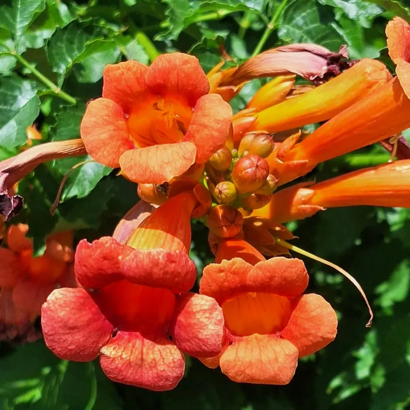 Trumpet Vine