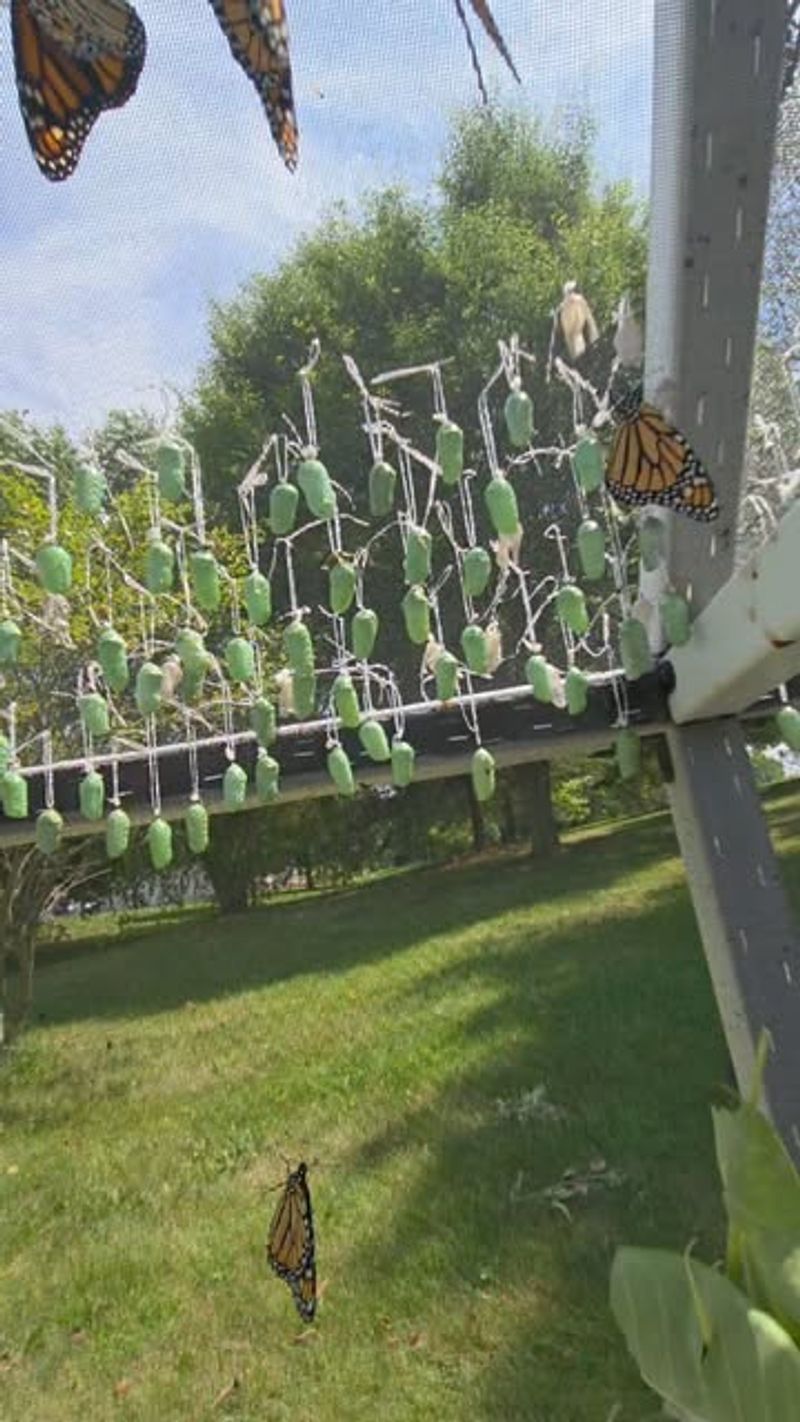 Butterfly Chrysalis Protection