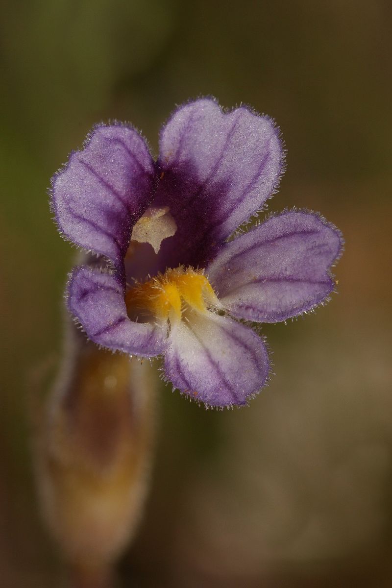 One-flowered Cancer Root (Orobanche uniflora)