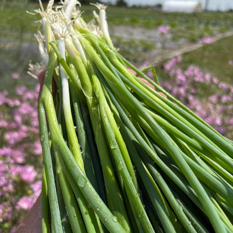 Green Onions