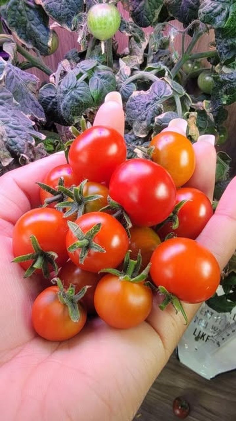 Cherry Tomatoes