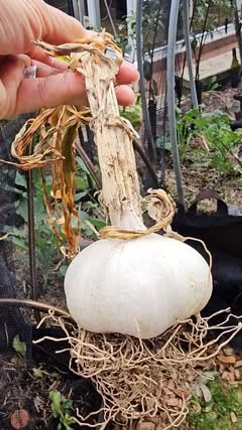 Garlic