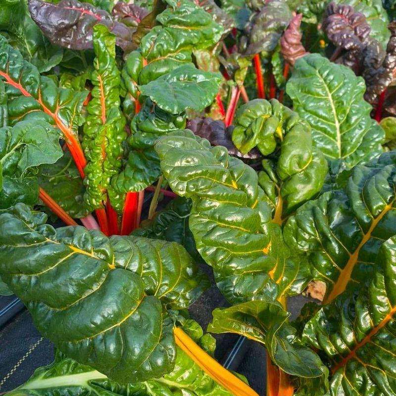 Swiss Chard