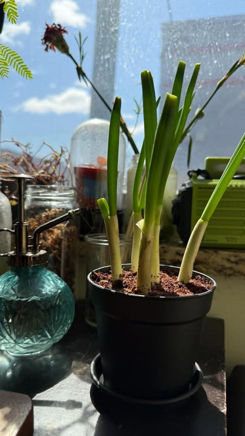 Scallions