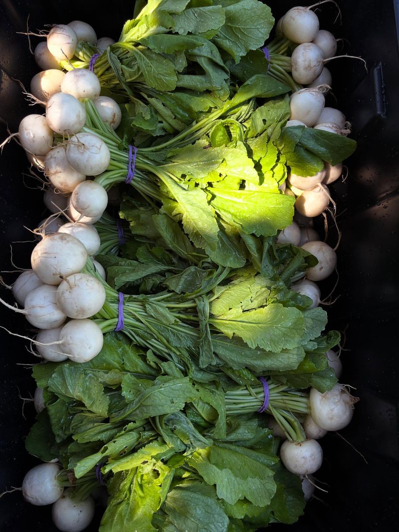 Turnips: Cool-Weather Roots In 40 Days